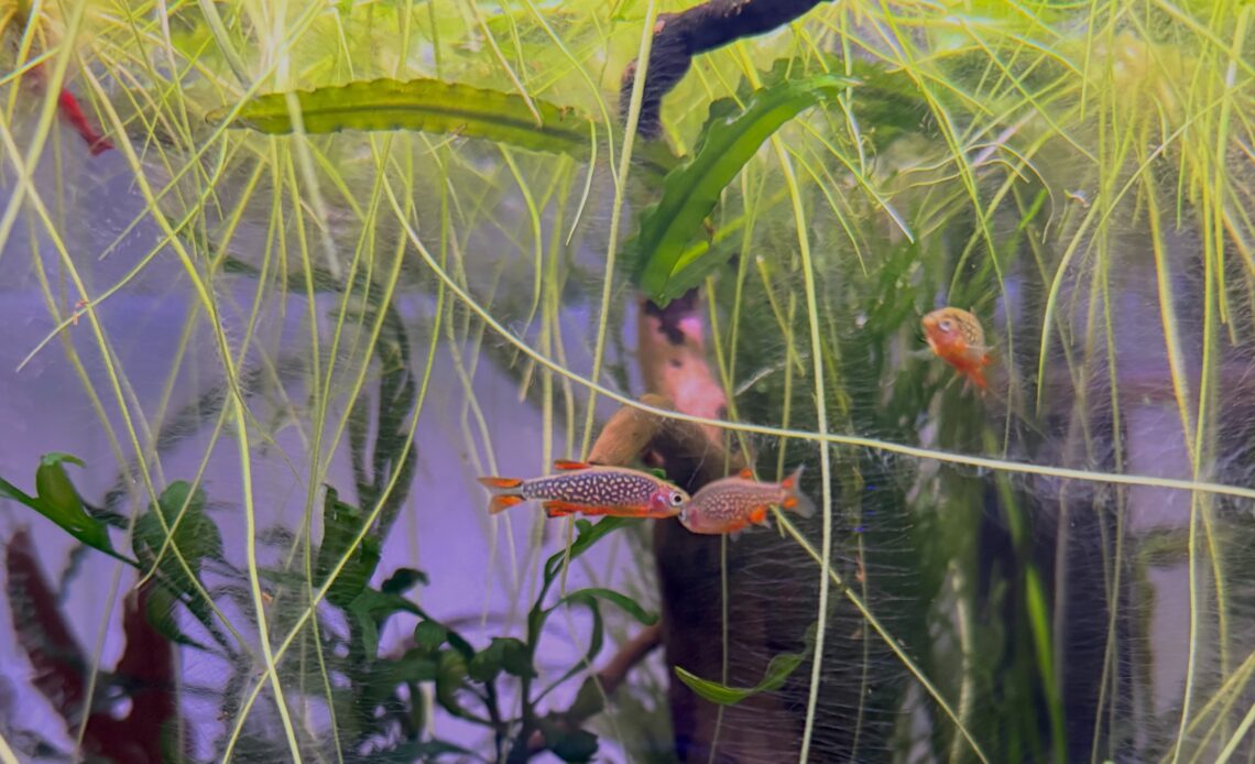 floating plants in a nano aquarium, frogbit