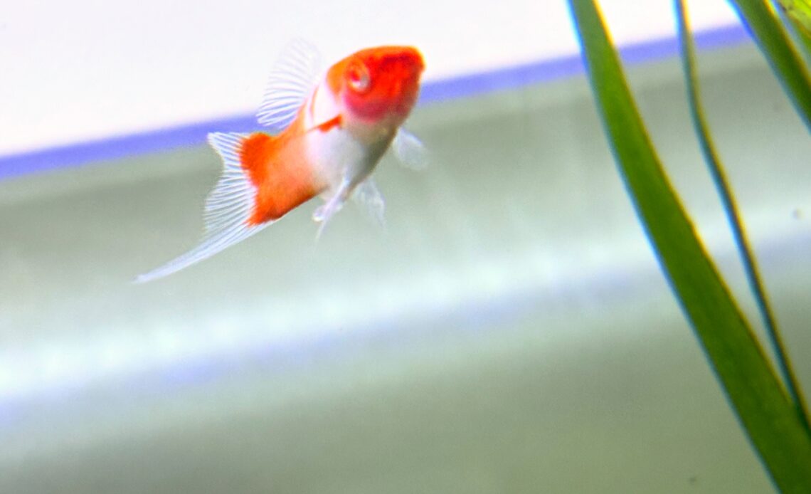 koi sword tail male swimming near the surface of an aquarium