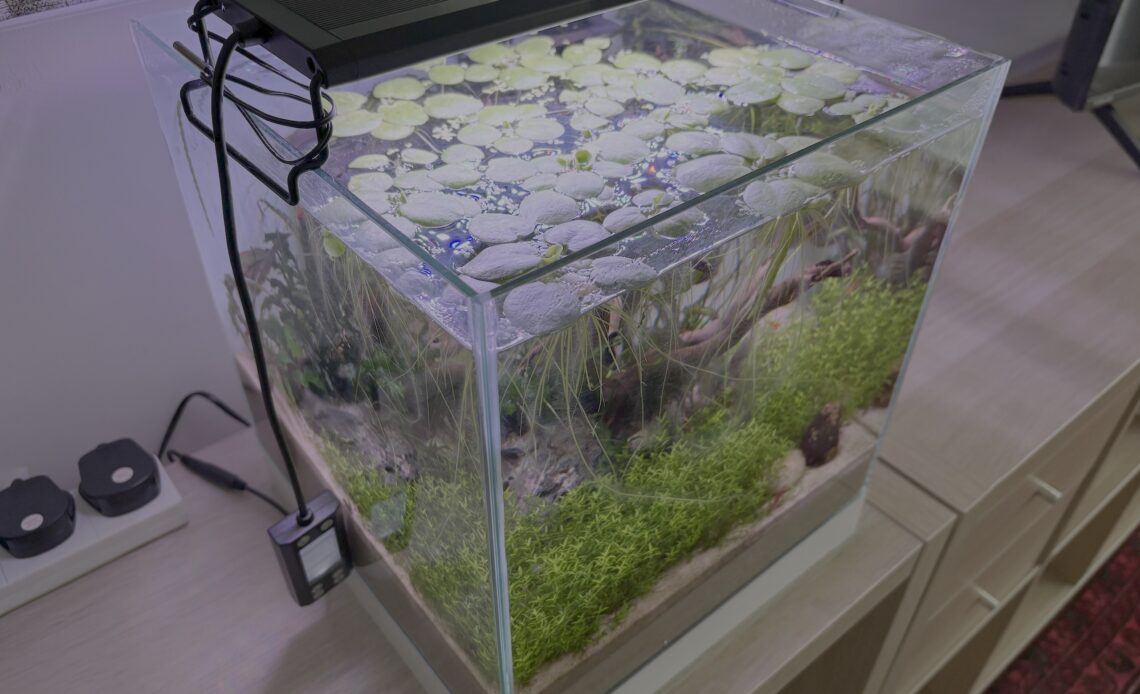Nanotube fish tank with floating plants and aquascape