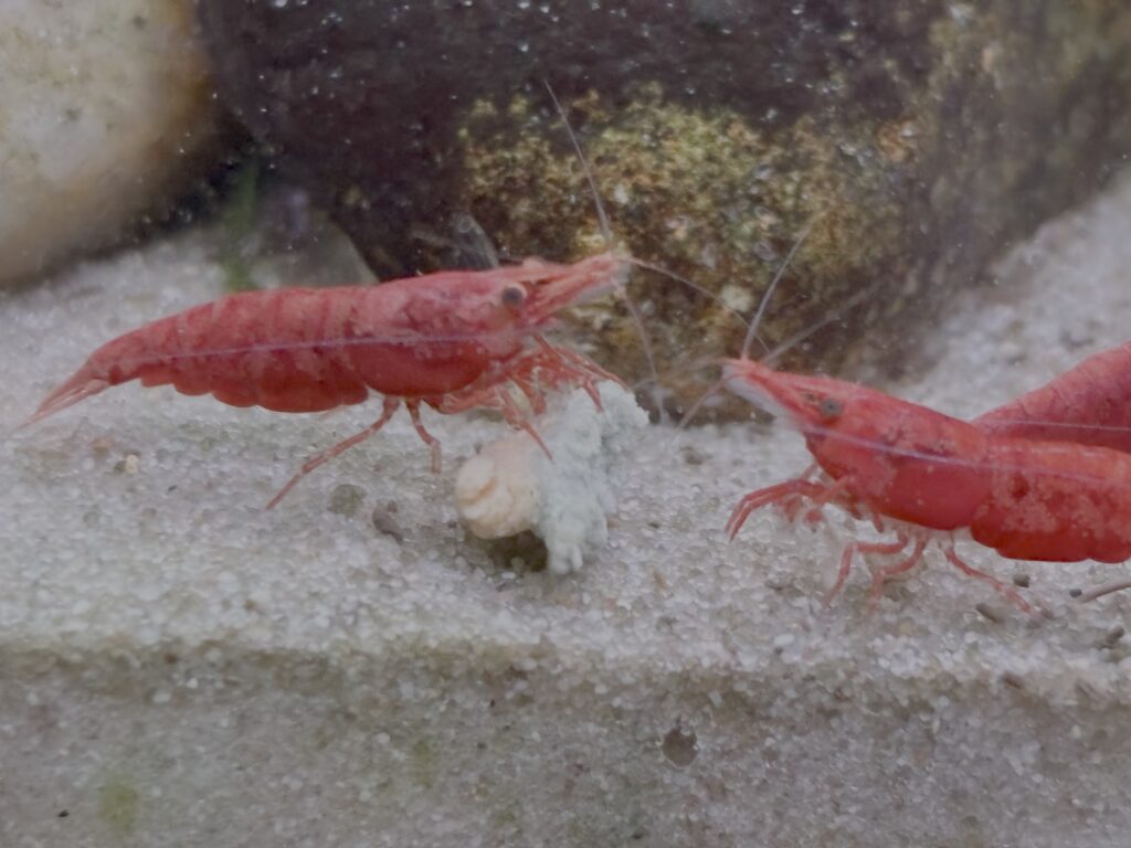 Cherry red shrimp feeding on a algae tablet in sand bottomed aquascape