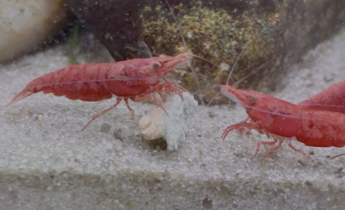 Cherry red shrimp feeding on a algae tablet in sand bottomed aquascape