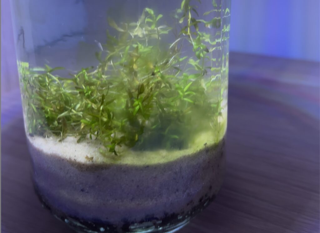 An algae bloom in a newly set up jar nanoscape
