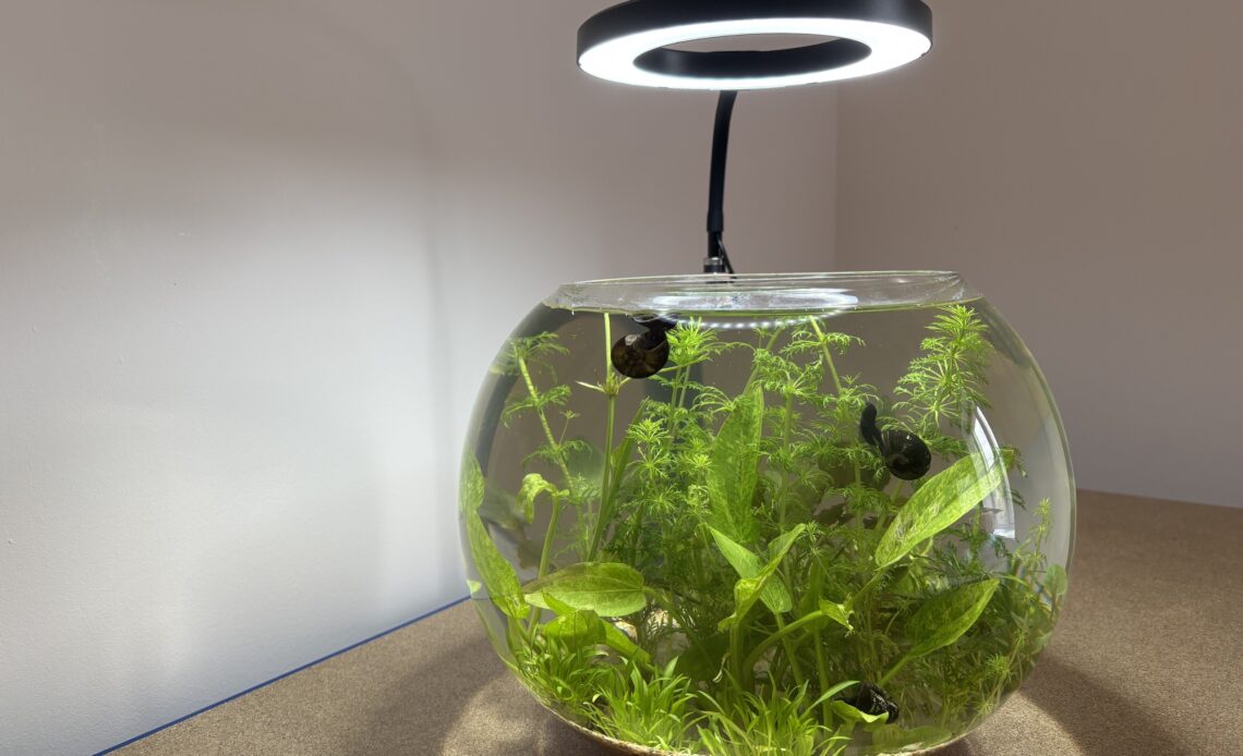 Glass fish bowl planted aquascape with LED grow light