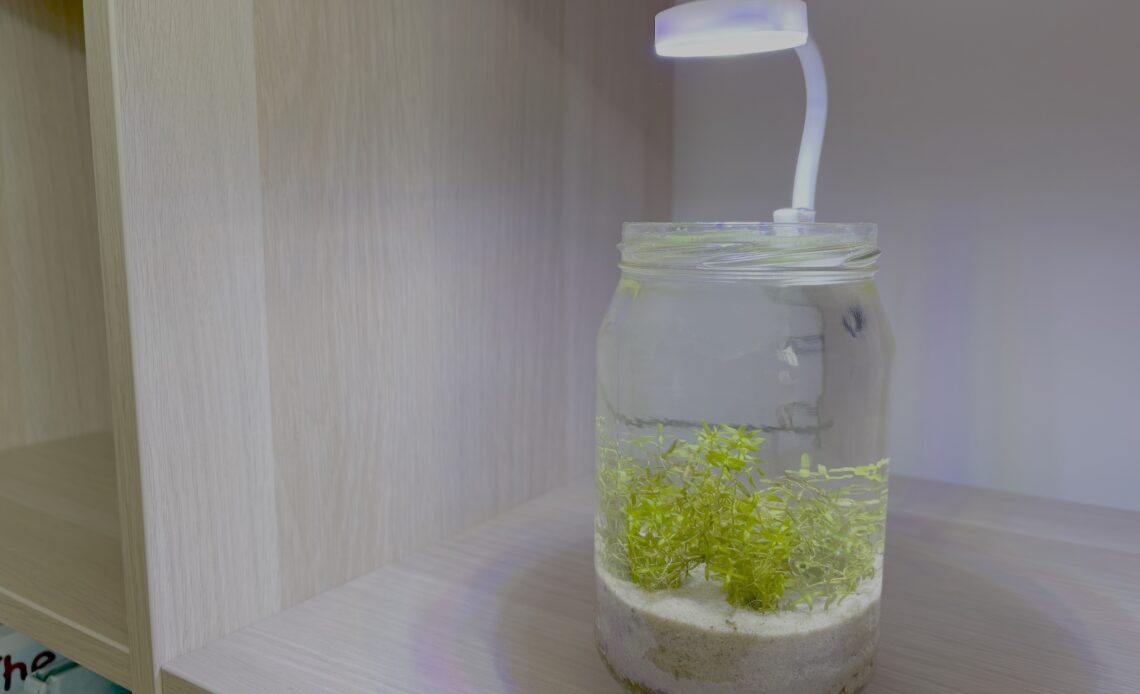 Mayonnaise jar with 3W grow light attached and a mini aquascape inside.