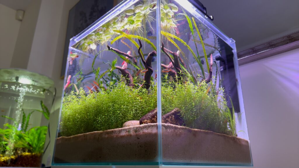 planted nano cube aquarium aquascape low angle shot