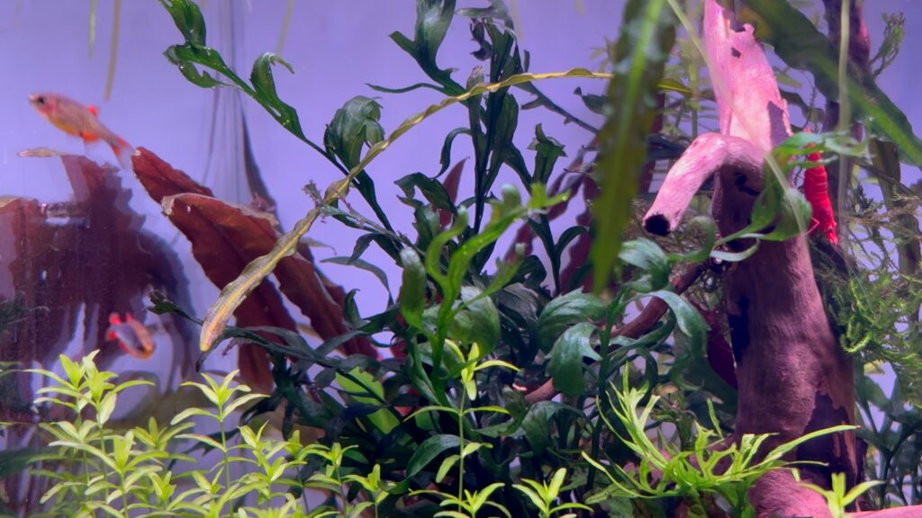 Bolbitis heudelotii in a planted nano aquarium
