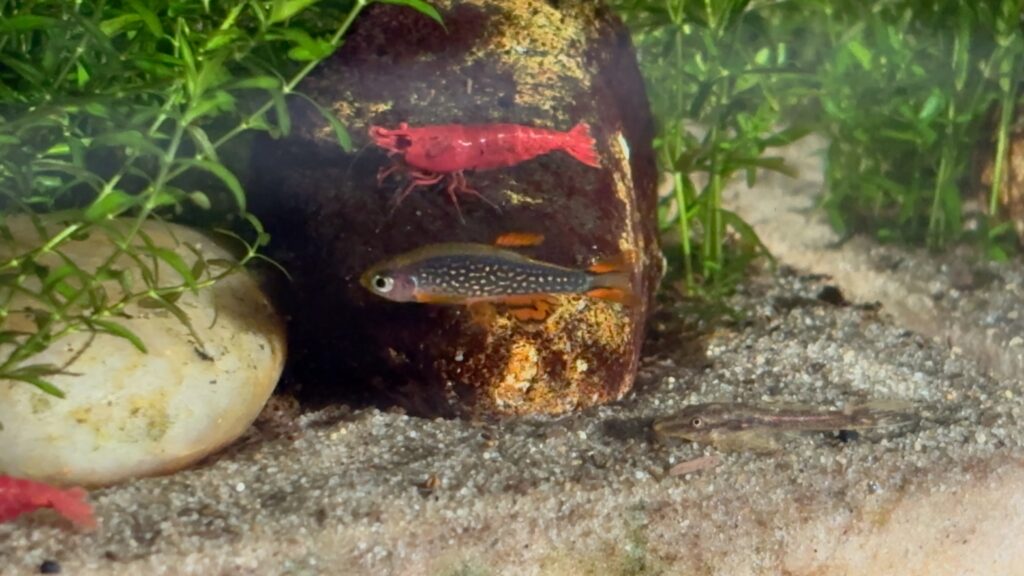 celestial pearl danio in front of a stone