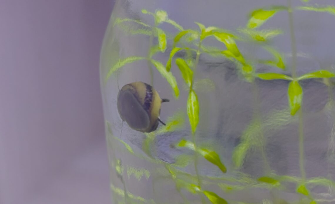 Bumblebee horn snail in a jar aquascape / nanoscape
