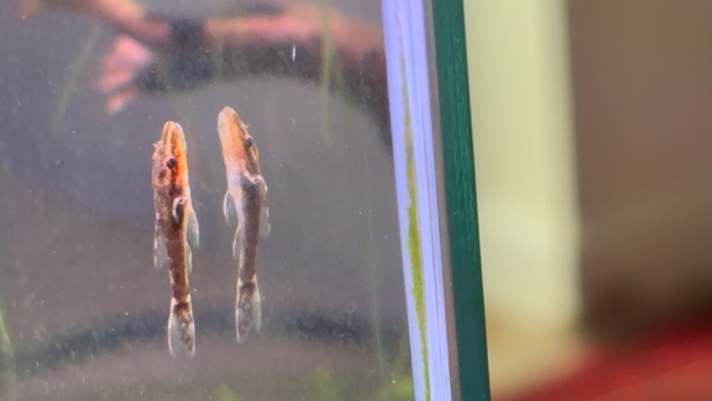 an otocinclus negro on the glass of the tank