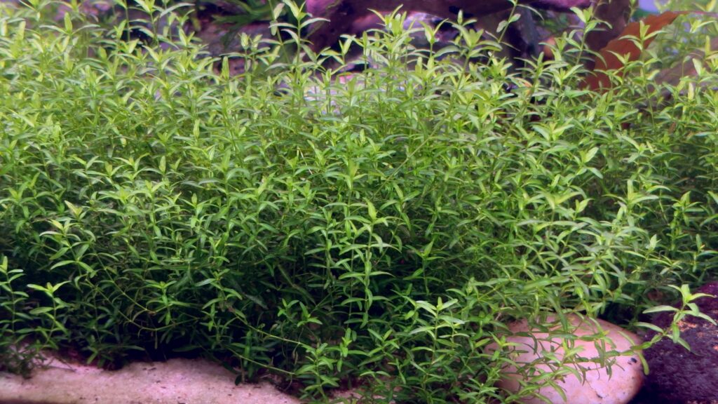 pearlweed carpet plant in a nanoscape aquarium