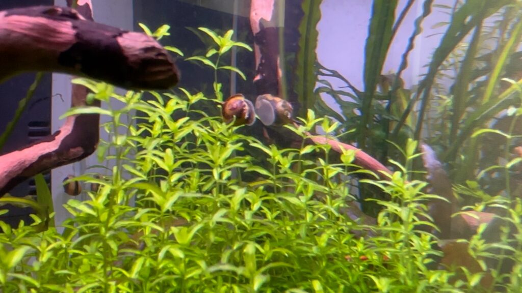 photo of nano aquarium with a bumblebee horn snail