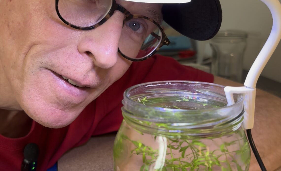 A man looking at a jar with an aquascape in it and clip on grow lamp