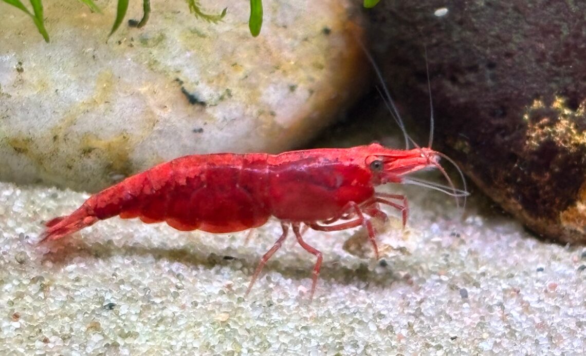 Cherry red neocaridina shrimp on a sand substrate with two rocks in the background