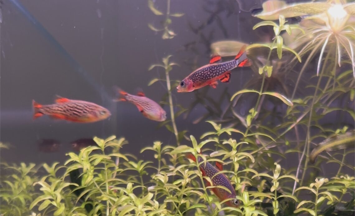 A group of four celestial pearl danios frolicking above some pearl weed in an aquascape