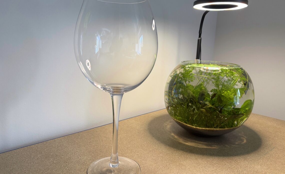 A giant empty wine glass in the foreground and a fishbowl planted aquarium in the background