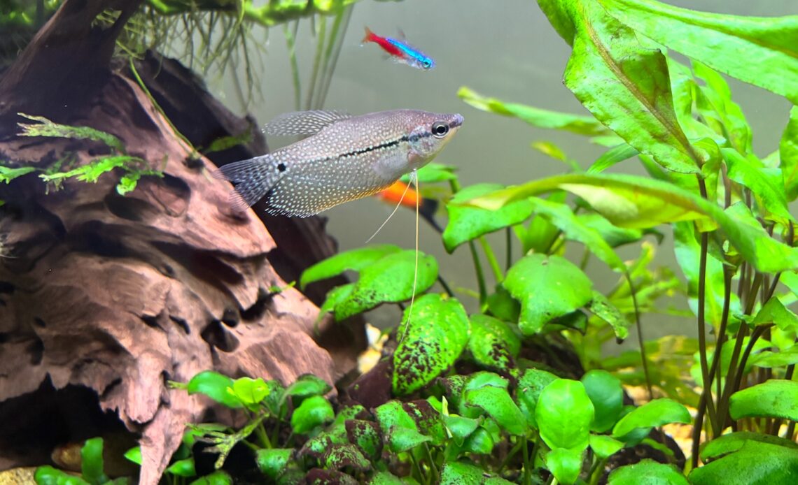 pearl gourami in a planted community aquarium fish tank
