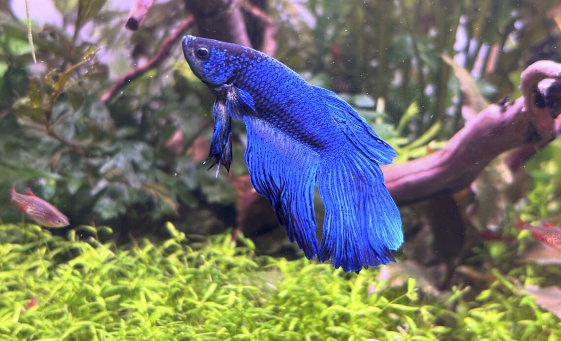 blue male betta fish in a planted nano aquarium