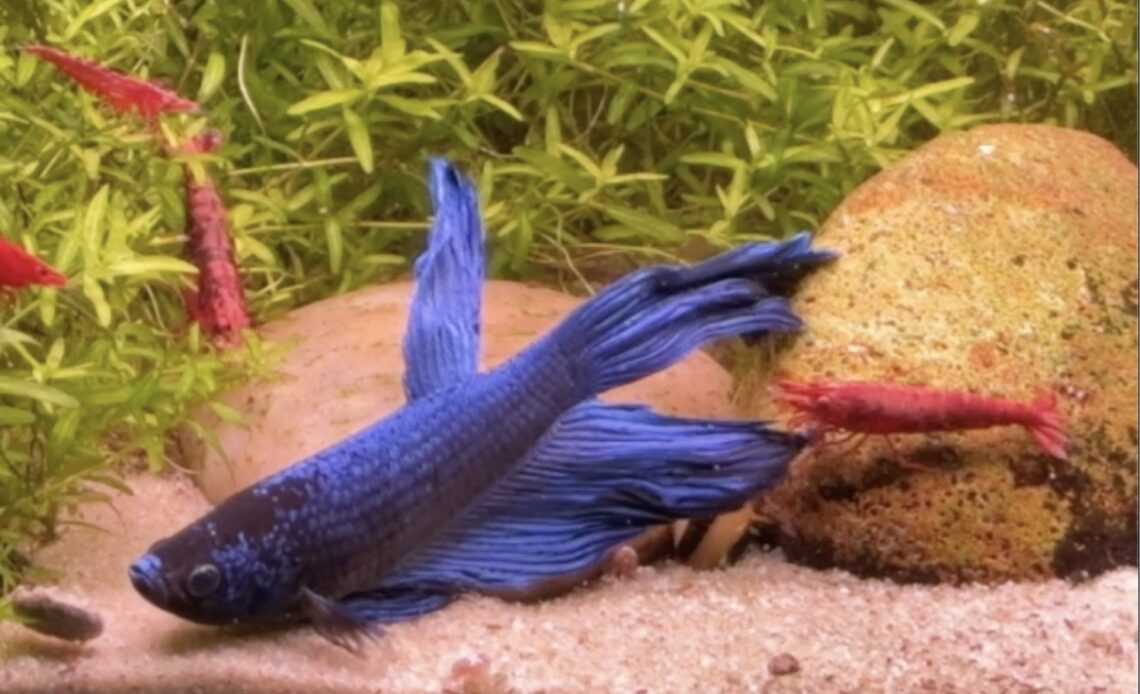 Blue betta splendens with a cherry shrimp and sand substrate