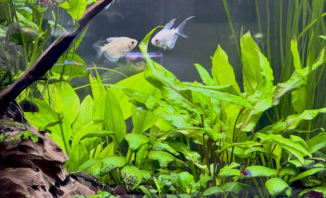 Echinodorus argentinensis in the background of a community tank