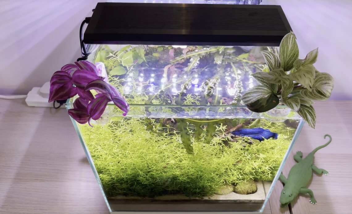 Nano aquarium with nano tradescantia and philodendron plants to filter