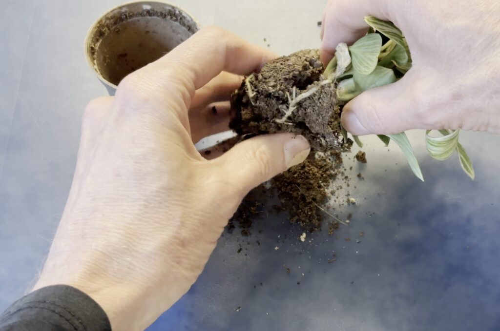 Breaking soil away from the roots of a houseplant