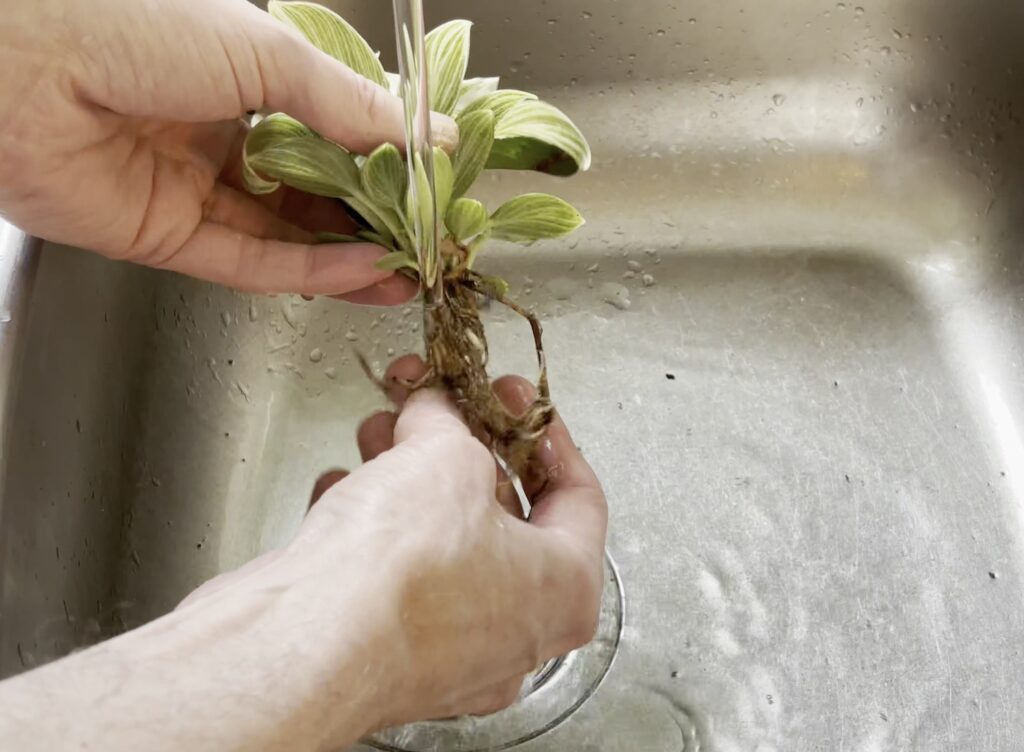 Rinsing soil from the roots of a plant under a tap