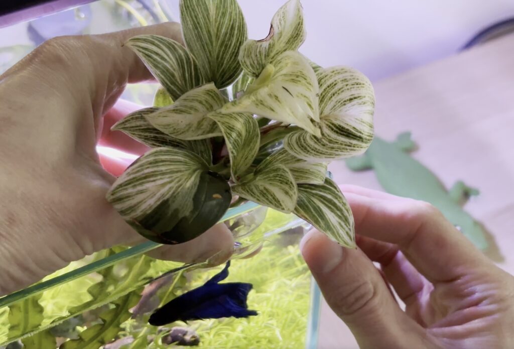 Positioning a mini philodendron plant at the surface of a nano aquarium