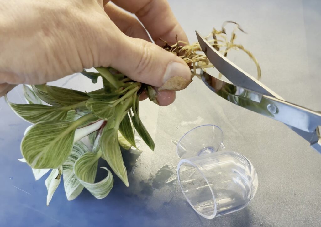 Trimming roots of a mini philodendron