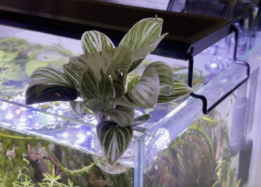 Philodendron at top corner of a nano cube aquarium with leaves out of the water